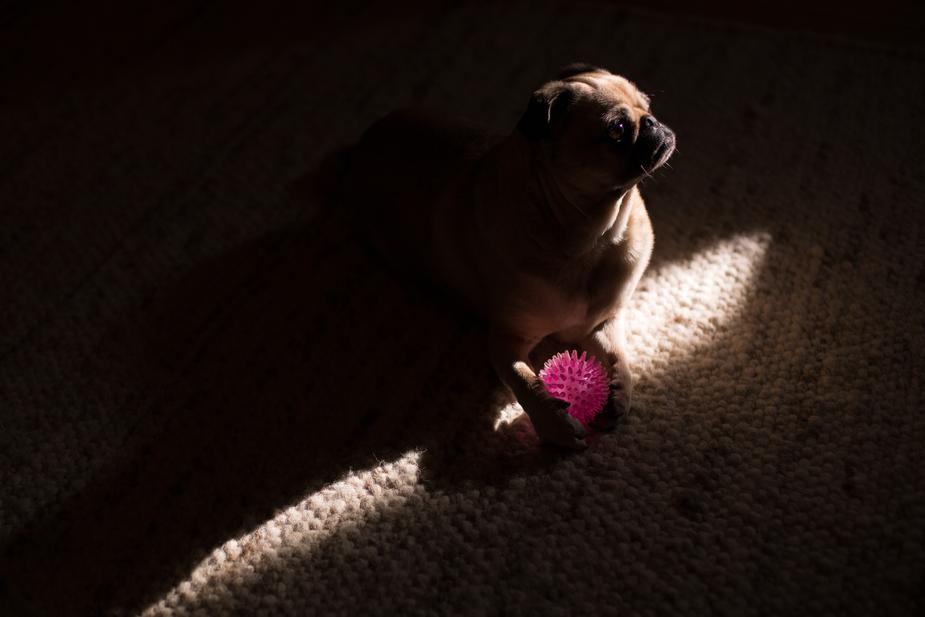 small dog sitting on carpet in a dark room