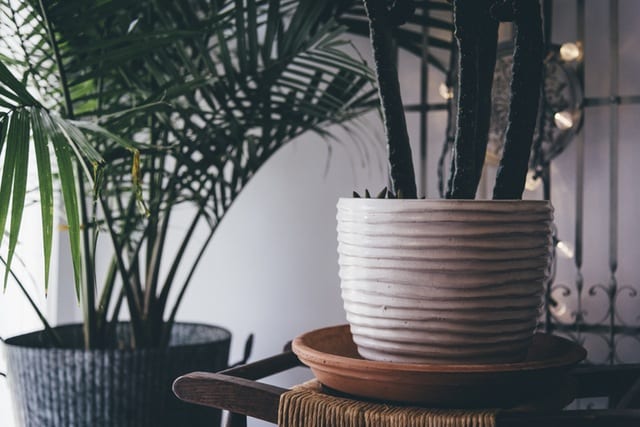 Garden Pots and Plants